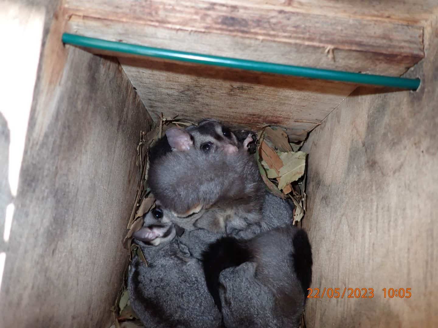 Endangered Greater Gliders need Greater Springfield's trees The
